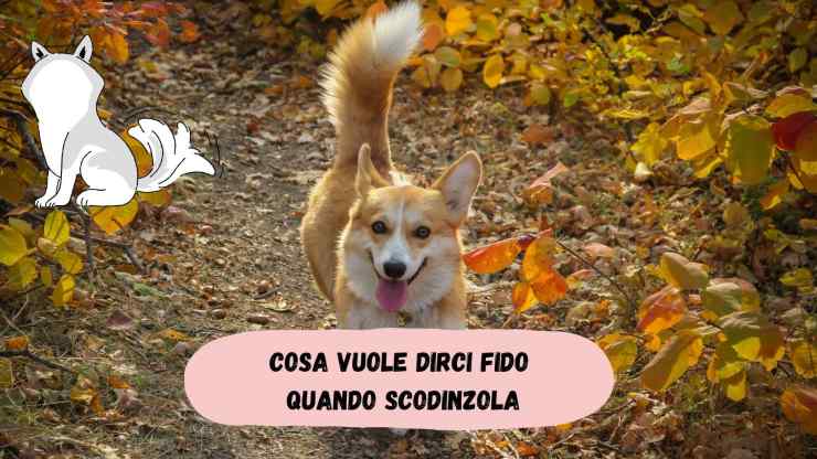 El perro mira y mueve la cola. El perro mira y mueve la cola.