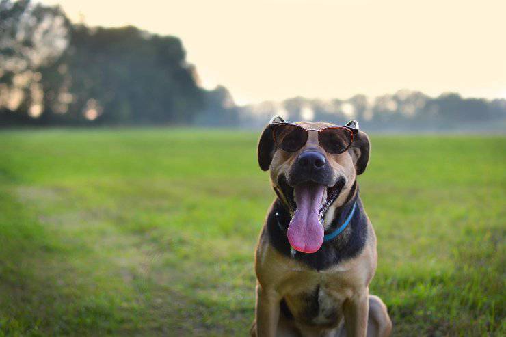 El perro muerde las gafas. El perro muerde las gafas.