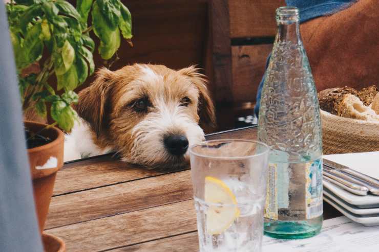 El perro perturba el almuerzo. El perro perturba el almuerzo.