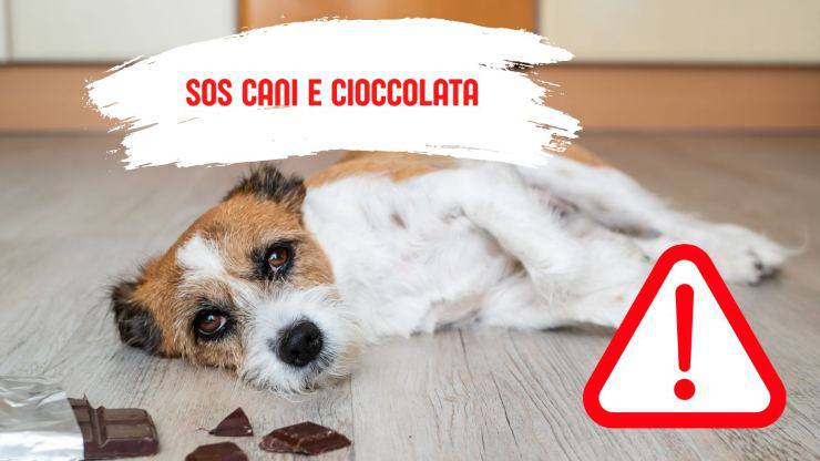 Qué hacer si tu perro comió chocolate mi perro se comio el chocolate
