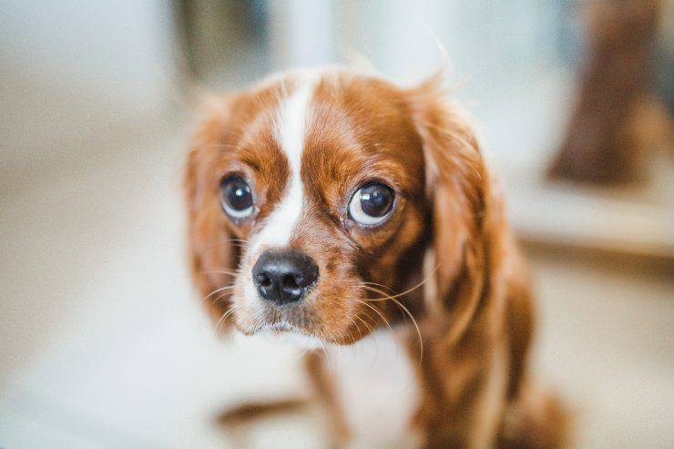 el perro siempre mira hacia arriba el perro siempre mira hacia arriba