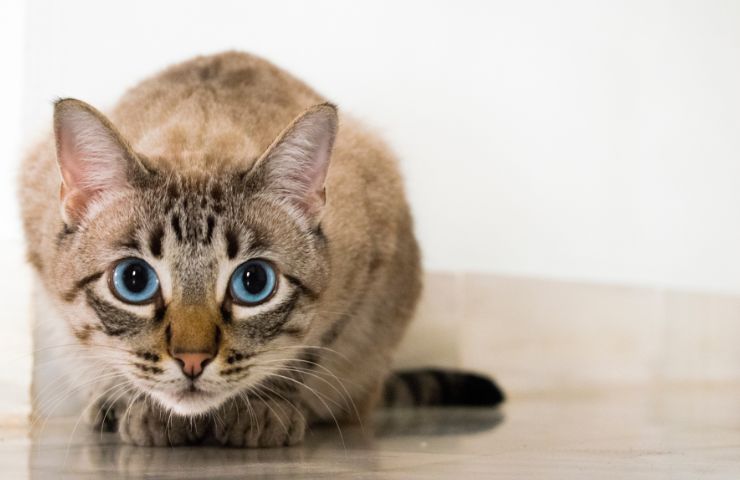 gato de género neutro