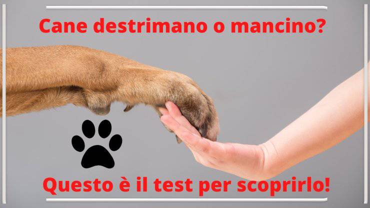 Cómo saber si tu perro es diestro o zurdo con un test prueba de perro