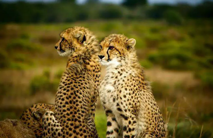 cambio climático animales extinción