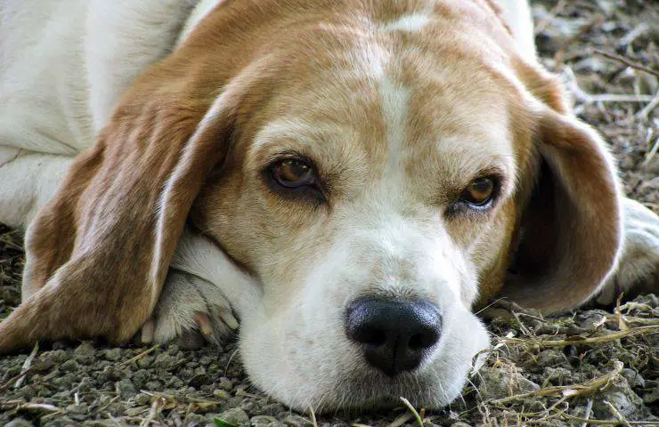 adoptar cachorros abuelo campo