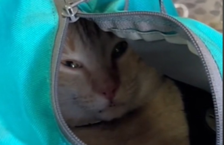 amante bolsa kitty universidad