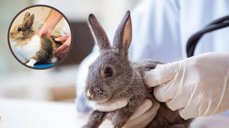 endoparásitos en el conejo