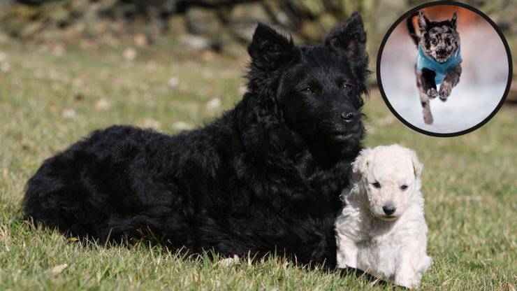 Mudi adulto con cachorro
