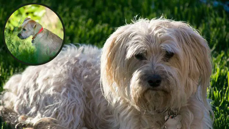 terrier norfolk