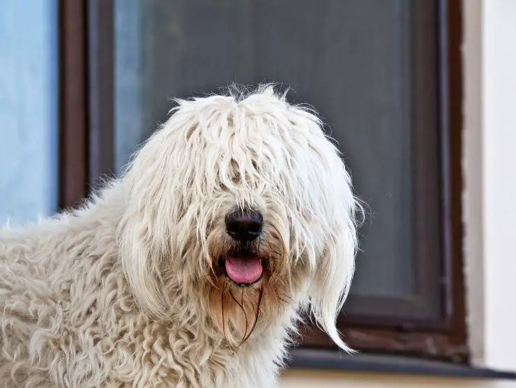 Komondor, pastor húngaro
