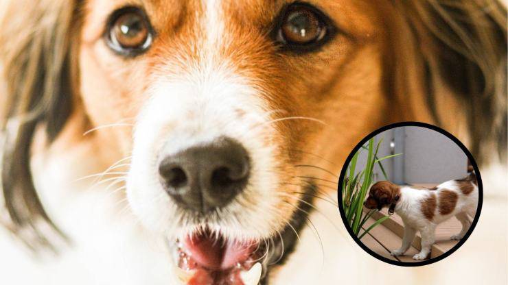 ¿Qué hace que un Kooikerhondje se enferme más fácilmente? Enfermedades más comunes del Kooikerhondje