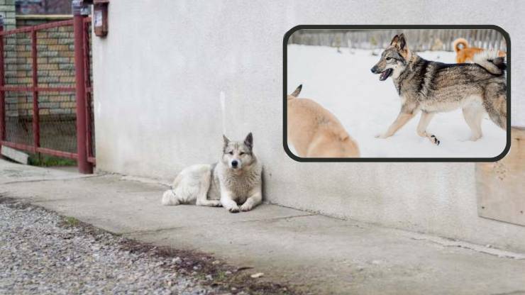 ¿De qué se enferma un Laika de Siberia Occidental? Enfermedades más comunes del Laika de Siberia Occidental