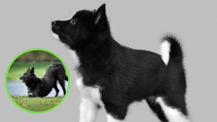 ¿De qué se enferma fácilmente una Laika rusa-europea? Enfermedades más comunes de la laika ruso-europea