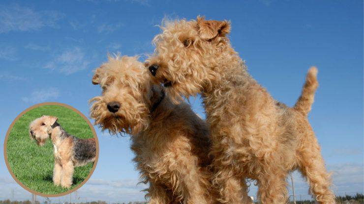 Todo lo que necesitas saber sobre la salud del Lakeland Terrier Enfermedades más comunes del Lakeland Terrier