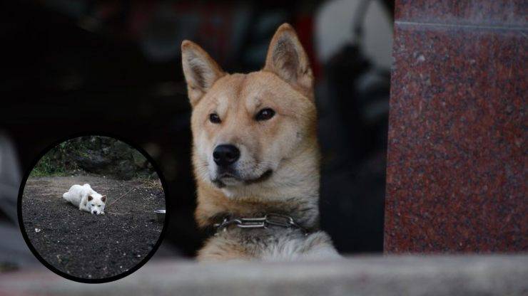 ¿De qué se enferma con más frecuencia un Perro Jindo de Corea? Enfermedades más comunes del Perro Jindo de Corea