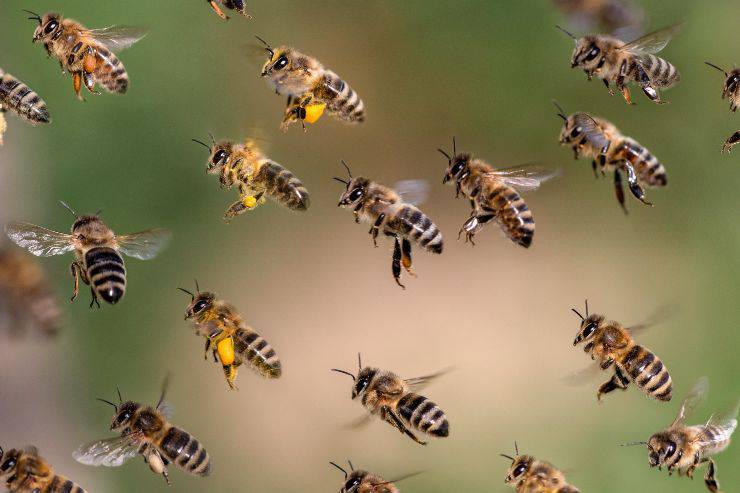 Enjambre de abejas Enjambres de abejas en la propiedad de otras personas