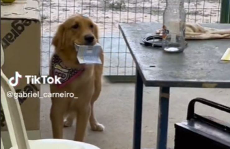 pagar salario Golden Retriever