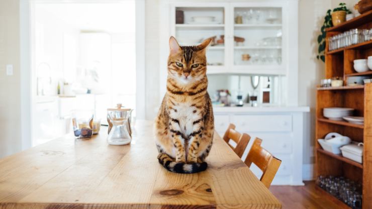 robo de gato