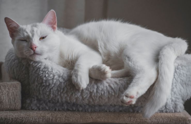 capa de gatito