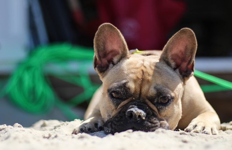 estafa del veterinario del perro enfermo
