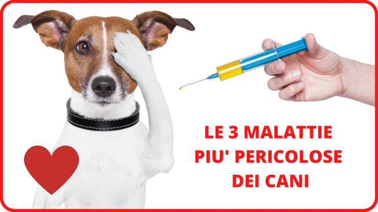 ¿Cuáles son las enfermedades más peligrosas para los perros? Las 3 enfermedades más peligrosas para los perros