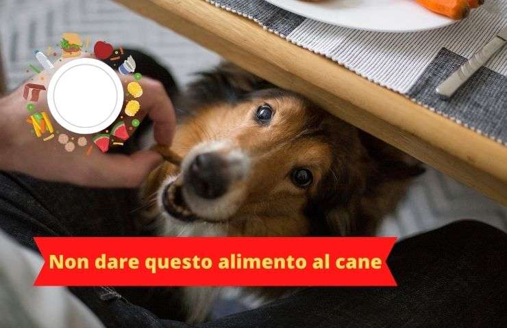 perro come