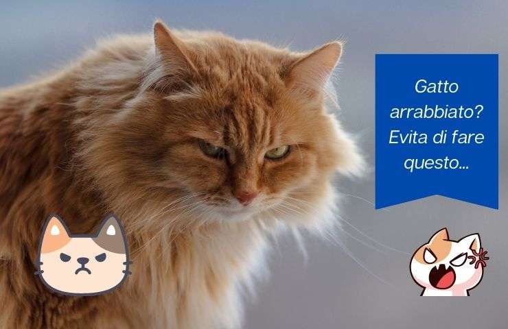Cosas que ponen nerviosos a los gatos