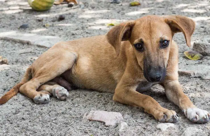 exención de impuestos para perros adoptados