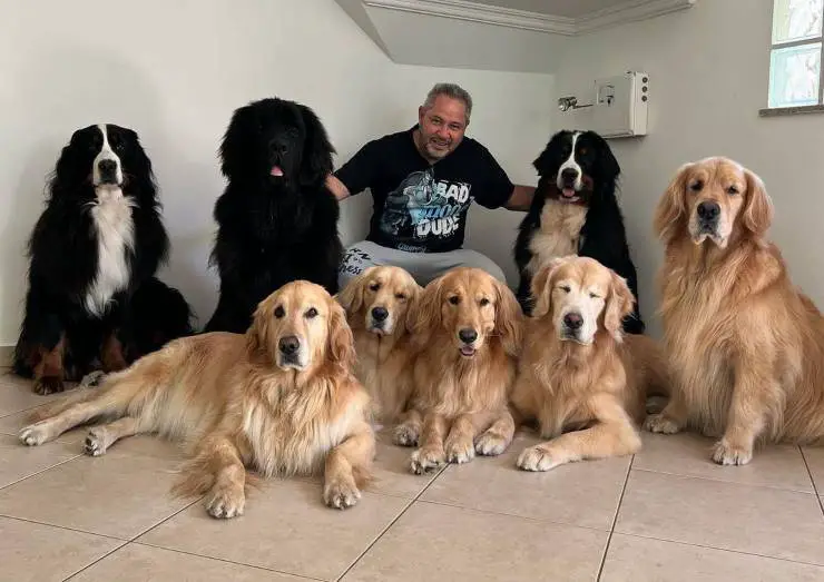 familia ocho perros
