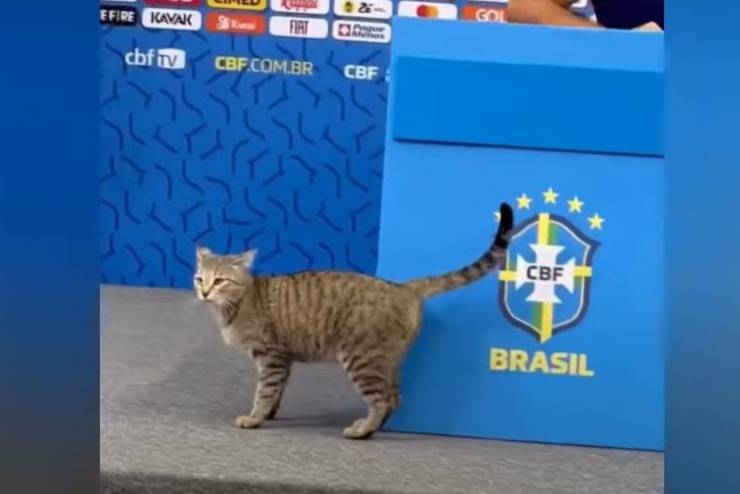 Federación Brasileña de Fútbol multada