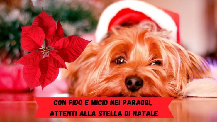Flor de pascua tóxica para perros y gatos Flor de pascua tóxica para perros y gatos