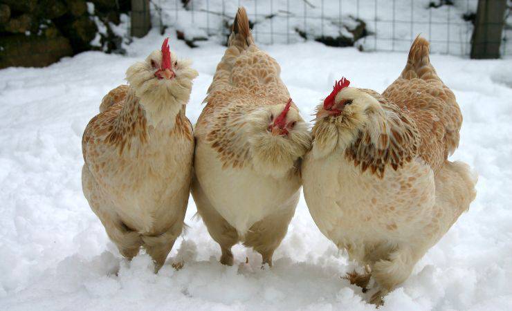 faverolles de pollo