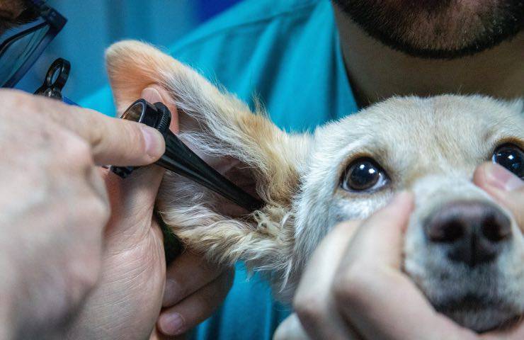 gastos medicos animales gratis