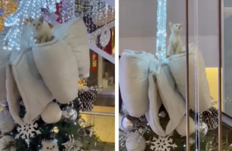 árbol de navidad gatito bloqueado