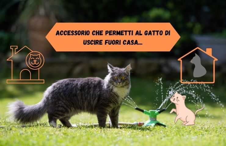 deja salir al gato