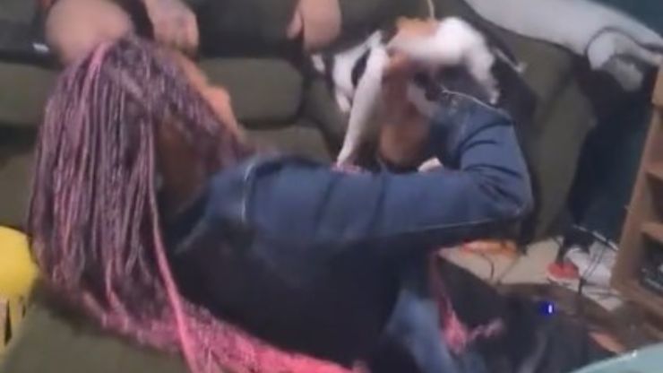 gato viral tiktok