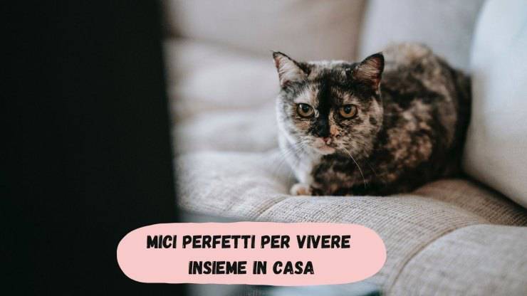 Gatos para gente menos ocupada Gatos para gente menos ocupada
