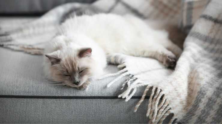 gatito en la manta