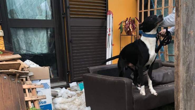 perro vive en la basura