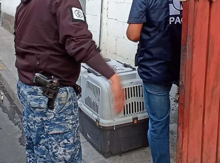 criadero clandestino de perros salchicha
