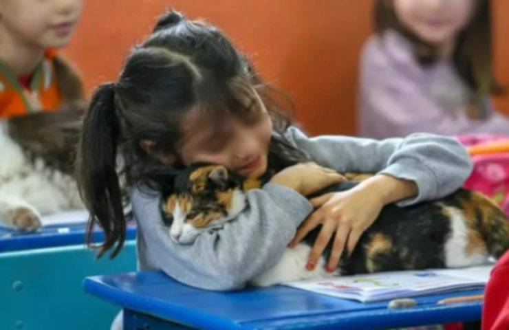 niña de la escuela de gatos callejeros