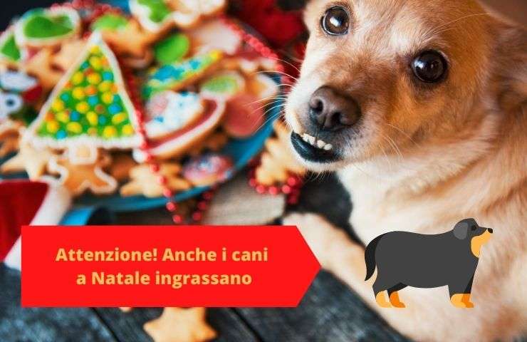 perro come galletas