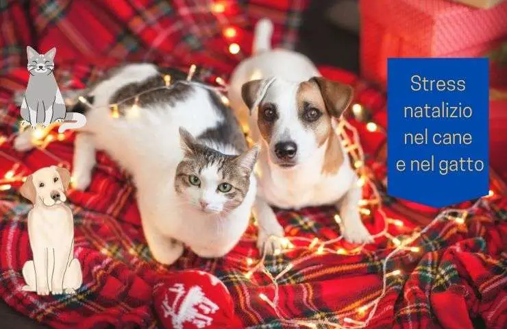 Gato y perro estresados