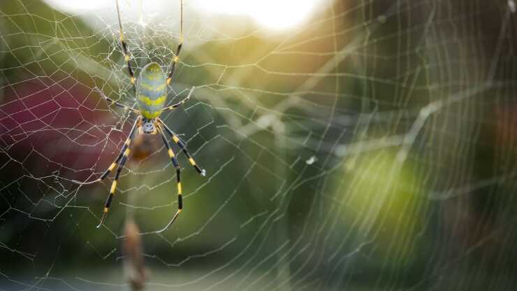 Araña depredadora falsa