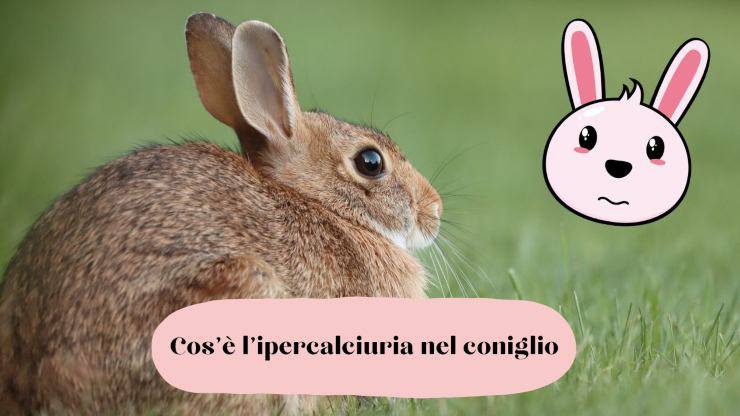 Hipercalciuria en el conejo Hipercalciuria en el conejo