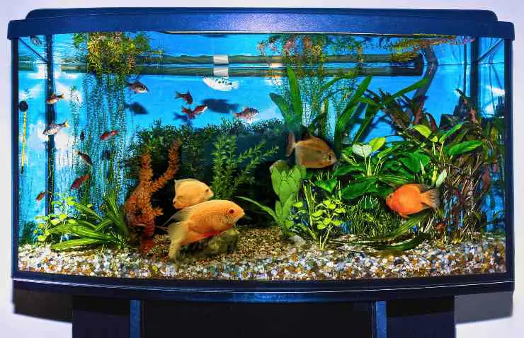 acuario