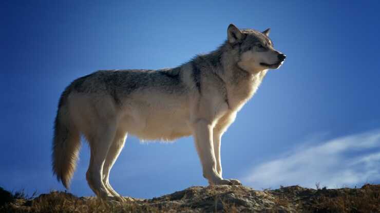 Los lobos carecen de humanos