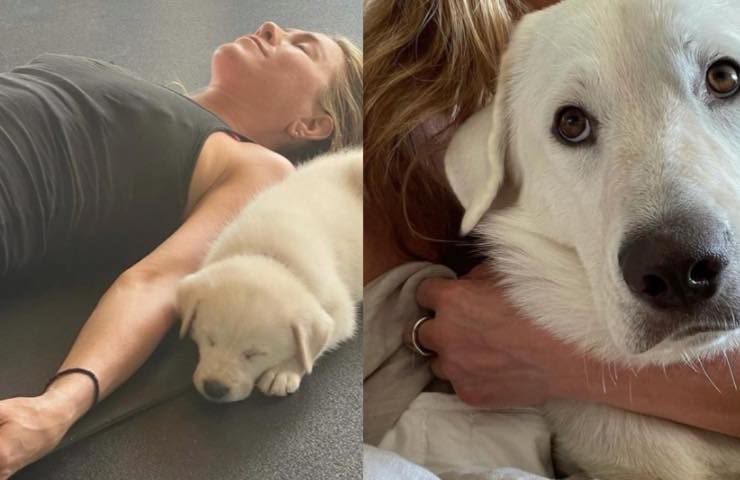 jennifer aniston adopciones navidad