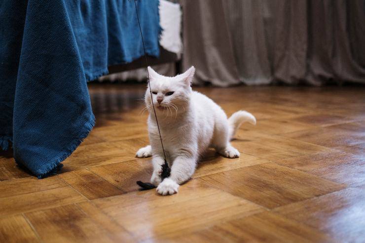 El felino y el juego.