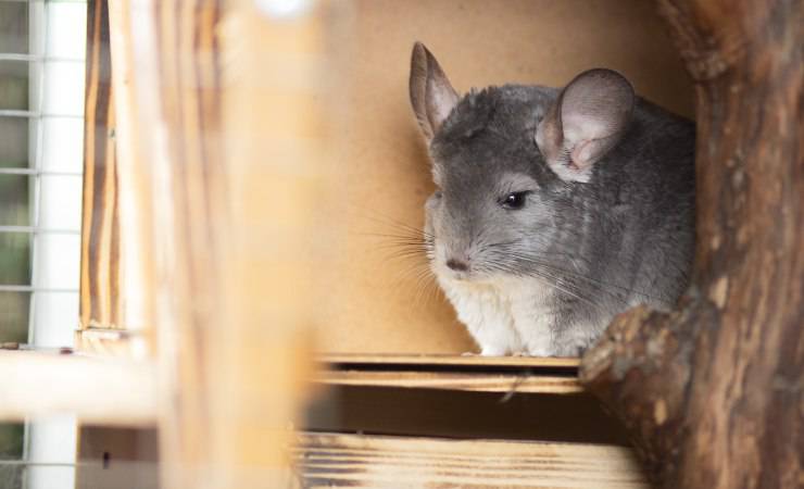chinchilla en jaula